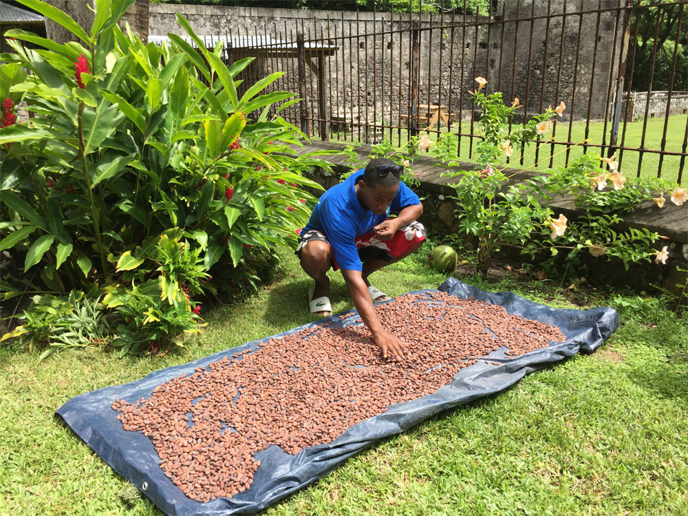 heritage-tours-Cocoa-Beans-Drying